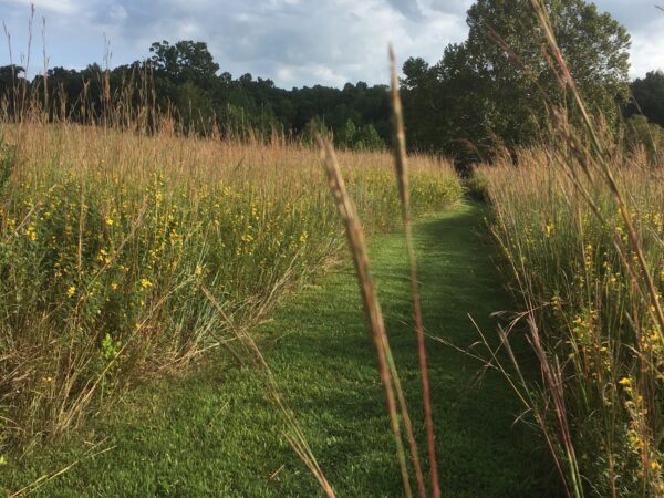 tall grass and wildflowers