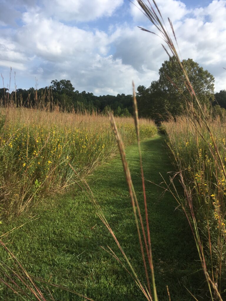 tall grass and wildflowers