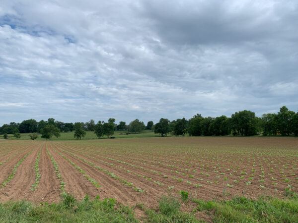 Henton Farm