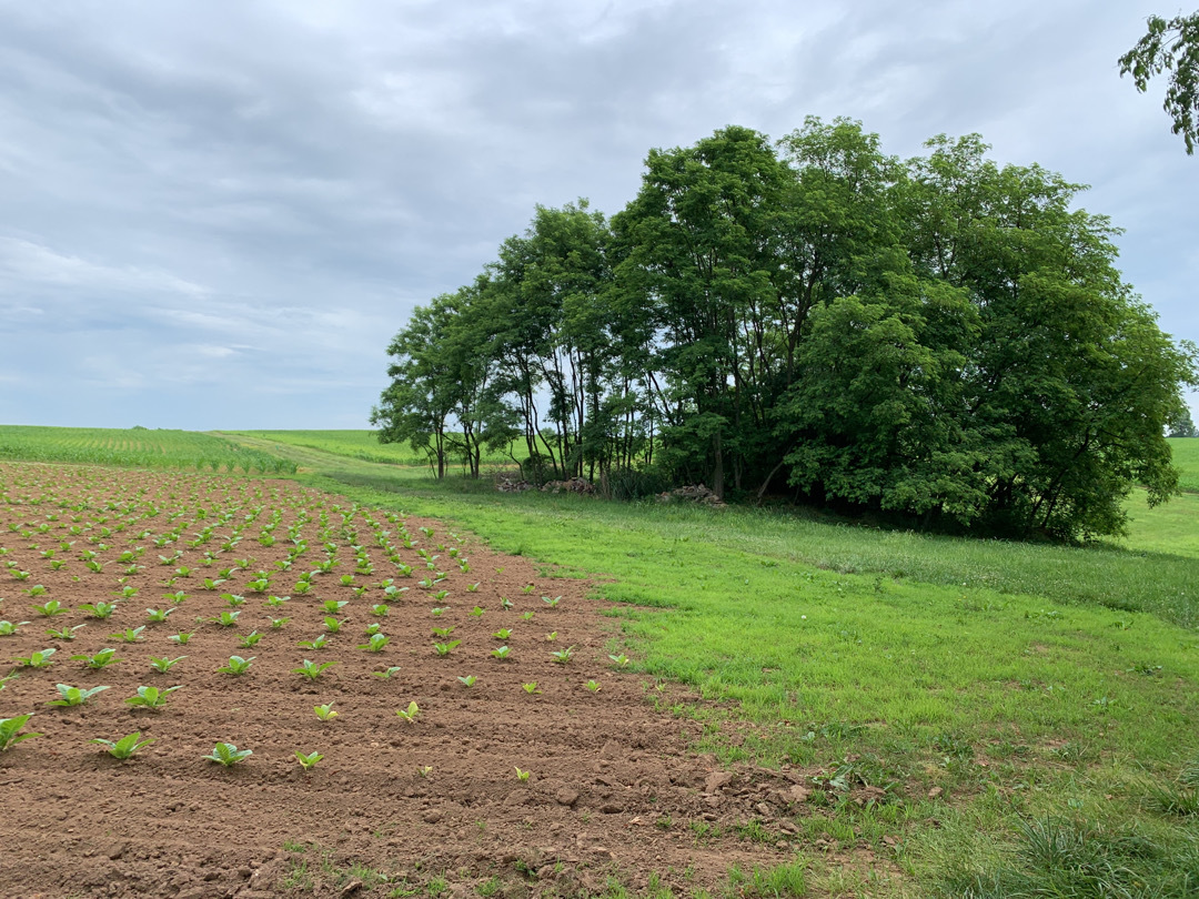 Henton Farm Announcement Bluegrass Land Conservancy henton-farm-announcement-bluegrass-land-conservancy