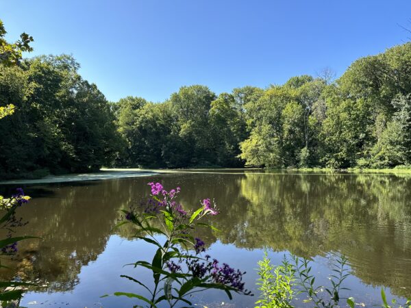 The Wetlands pond